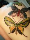 beautiful butterfly tattoo